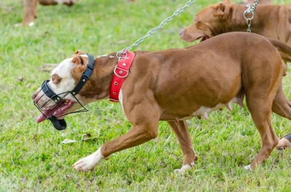An XL Bully in a muzzle