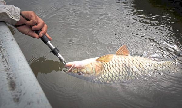 Catch and release helps ensure the survival and sustainability of fish populations for future generations.