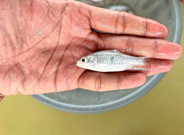 A fish this size should be returned to the sea to allow for proper growth and sustainability.