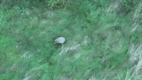 Hoo Zoo An aerial drone image of a large capybara in the middle of a green grassy field