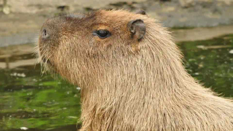 Hoo Zoo and Dinosaur World The head and shoulders of a capybara, a large rodent, stand sideways to the camera with a body of water in the background