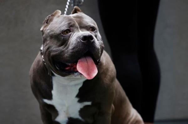 Man arrested for manslaughter over dog attack as UK govt vows action