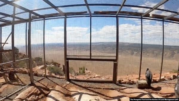 The photo provided by The Peregrine Fund and the Bureau of Land Management shows California condors inside a pen before being released on Sept. 28, 2024 from Vermillion Cliffs National Monument in Arizona, about 80 kilometers from the Grand Canyon's North Rim.