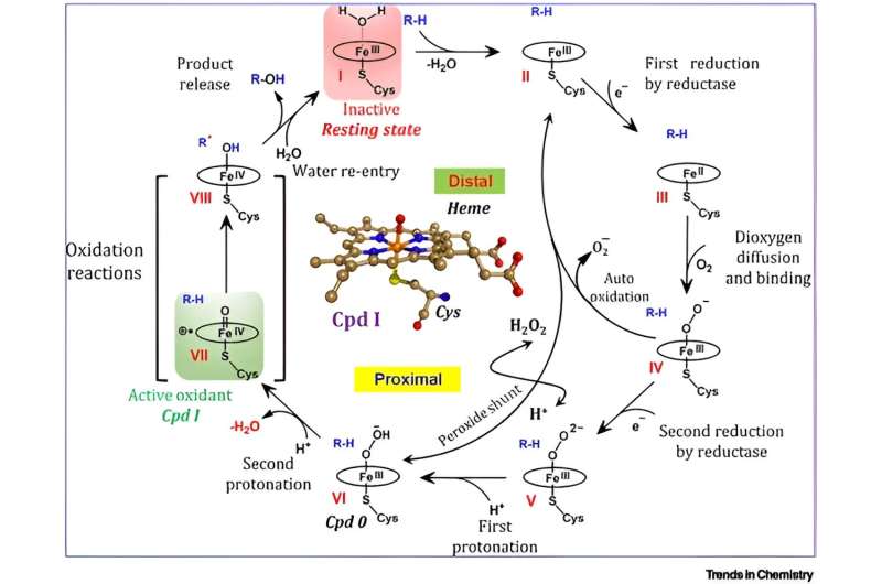Discovery in nanomachines within living organisms - cytochromes P450 (CYP450s) unleashed as living soft robots