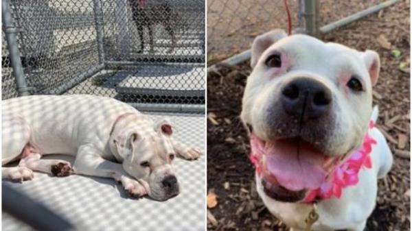 senior dog Laio gets forever home