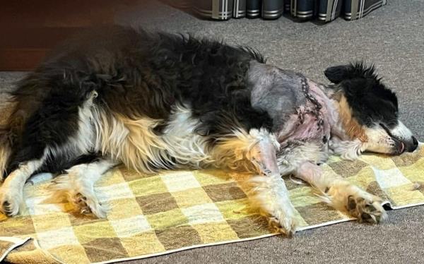 Molly a week after the dog attack.