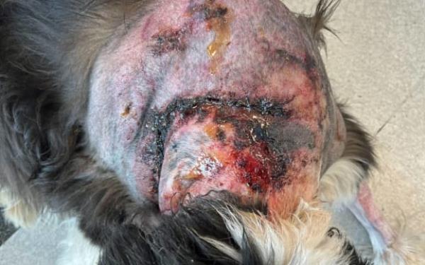 Close-up of Molly's injuries