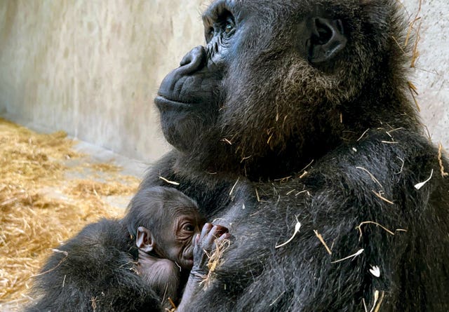 A baby gorilla at Detroit Zoo