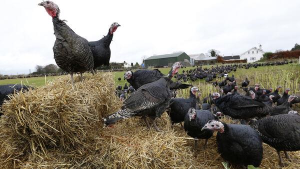 Denis Lehane: Losing my vision, on account of the big bird