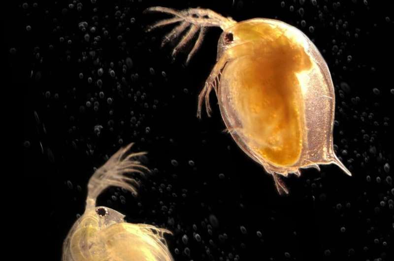 Despite their generally negative connotation, parasites can have a positive effect on biodiversity and a crucial role in maintai