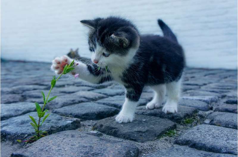 pets
