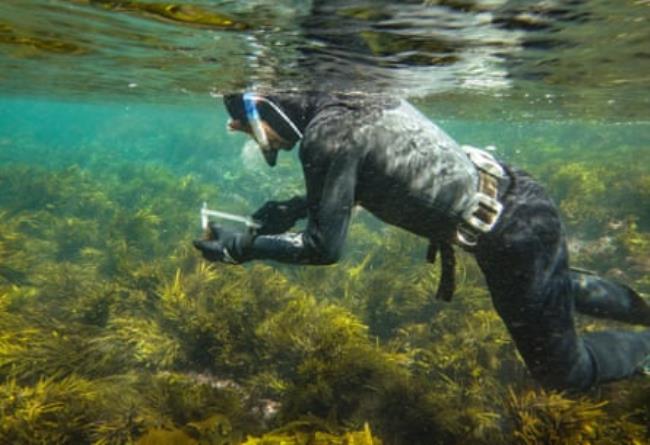 Marine ecologist Jeremy Day measuring an urchin while in the water.