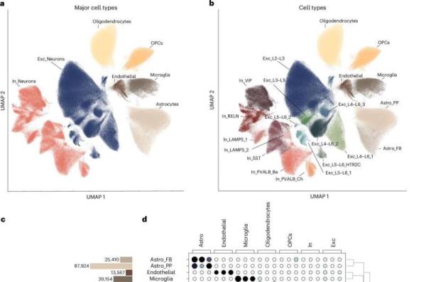 Decoding the aging brain: Changes in gene activity detected in different cell types
