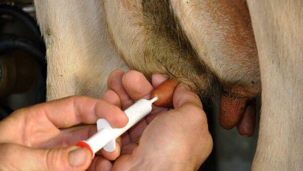Use cow-level data for dry-off success