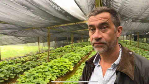 BBC 一名穿着白衬衫和棕色夹克的男子站在自然溪流旁边生长的山葵植物前