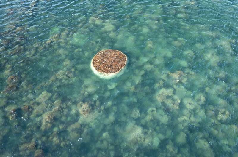 海洋热浪不仅影响珊瑚礁，它们还会对海底造成混乱