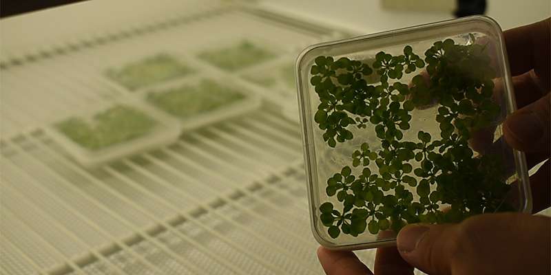 Plant biology discovery is 'like a switch between life and death'