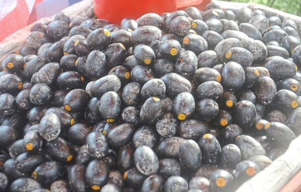 Buah dabai is also called an olive because of the way it looks. In Sarawak, dabai fried rice is a specialty. — FILEPIC