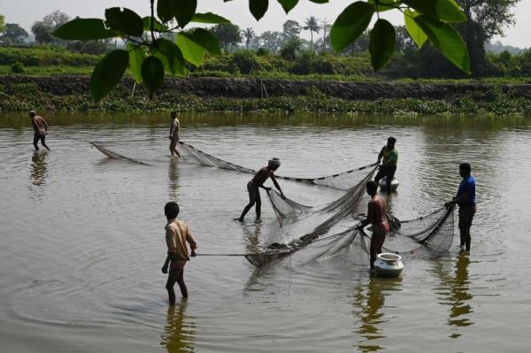 The ‘kidneys of Kolkata’: Indian wetlands under threat