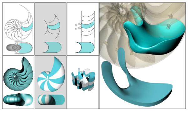 Diagram demonstrating how stacked soft cells (shapes with two corners and two curved edges) form the 3D chambers of the nautilus shell.