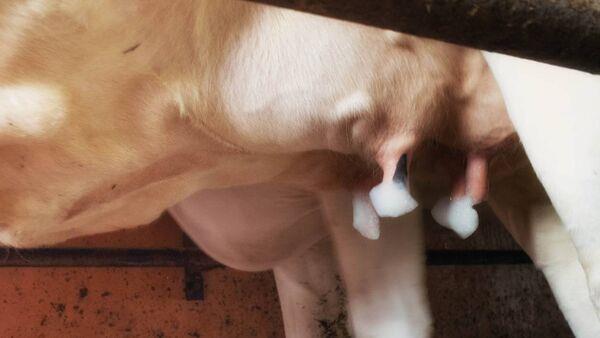 Vet on the Moove: Cell Check - you’ve got mail