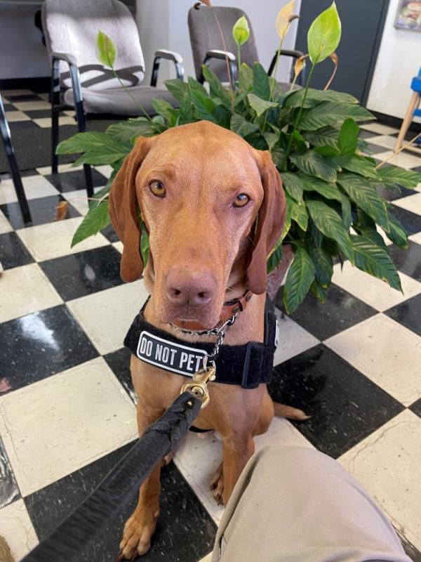 Runner-up Carlo, a 3-year-old Vizsla, sitting on a checkered floor at Kansas City International Airport.