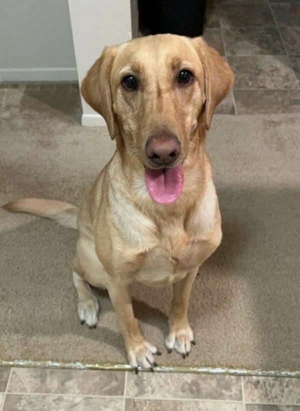 Runner-up Birdie, a 3-year-old Yellow Lab/Vizsla from Milwaukee Mitchell International Airport, sitting on the floor.