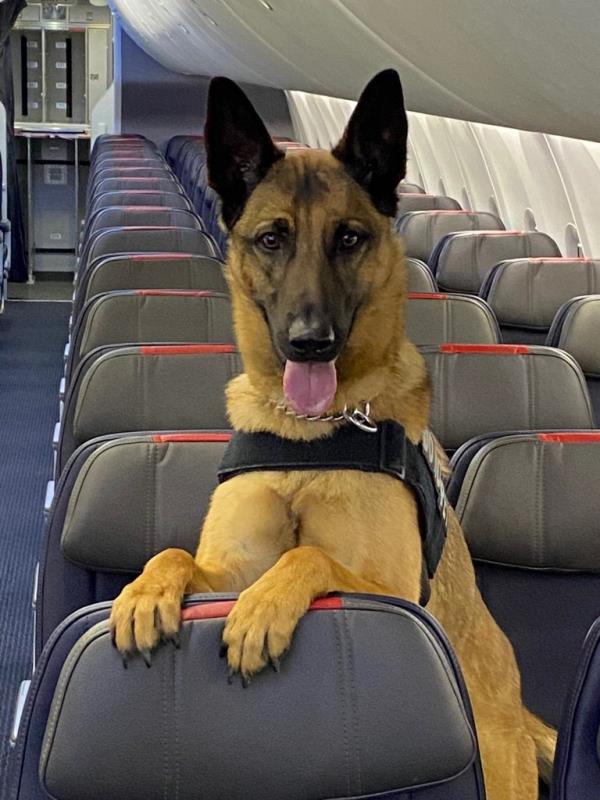 Runner-up Badger, a 5-year-old Belgian Malinois and winner Barni, a 5-year-old German Shorthaired Pointer from the 2024 TSA Cutest Canine contest, sitting on an airplane seat