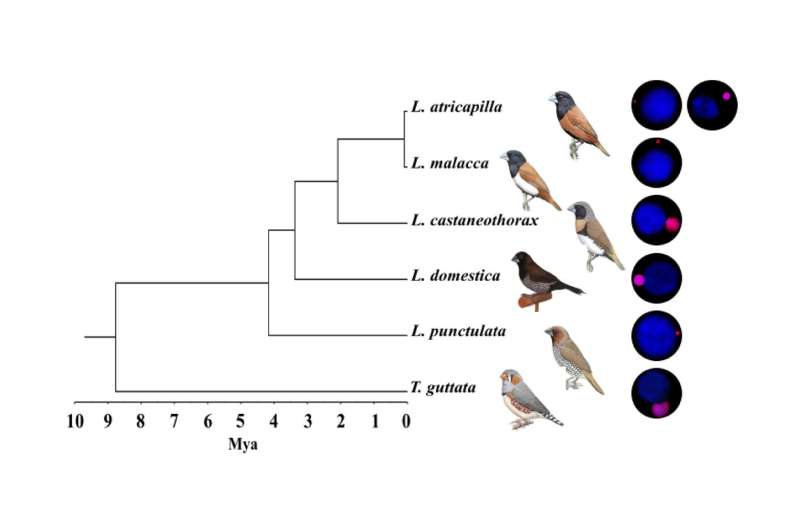Peculiarities of the germline-restricted chromosome of songbirds