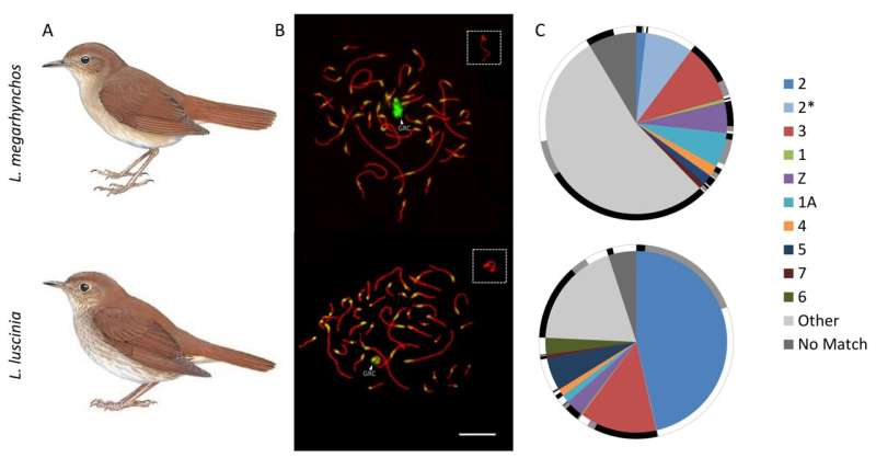 Peculiarities of the germline-restricted chromosome of songbirds