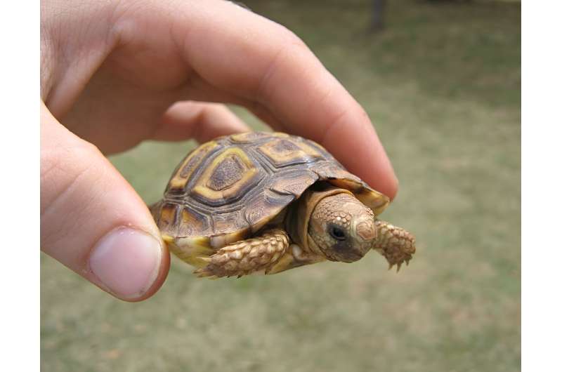 Carapace size: How turtles developed over the past 200 million years. diversity of body size in turtles studied