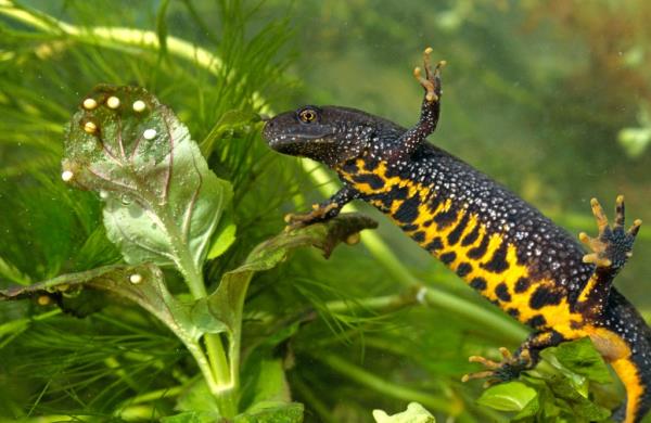 Female Great Crested Newt
