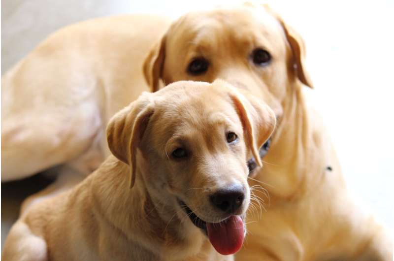 Mixed-breeds, Labradors and Jack Russell terriers are the most common UK dog breeds