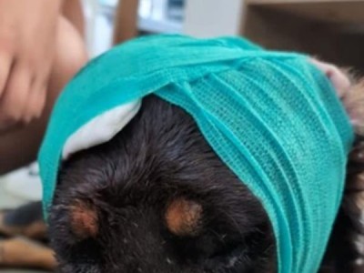 A spate of animal abuse incidents recently occurred on Saipan.