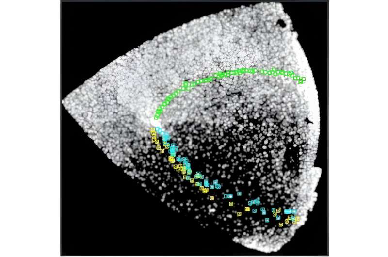 天文学家发现古老球状星团中的多个延伸潮汐尾