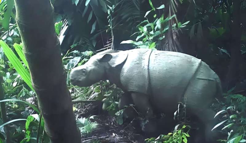 Javan rhinos have folds of loose skin giving them the appearance of wearing armour plating