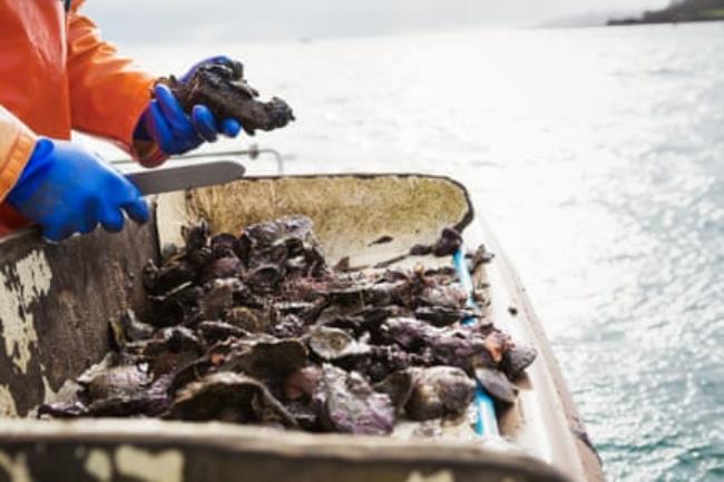 A fisher holds an oyster over a pile of more oysters next to a river