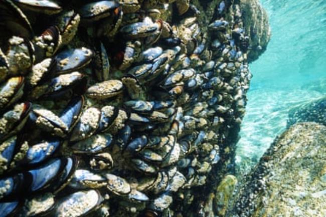An undersea rock is covered in mussels
