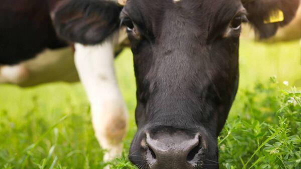 The right feed at the right time: Setting your herd up for performance and fertility