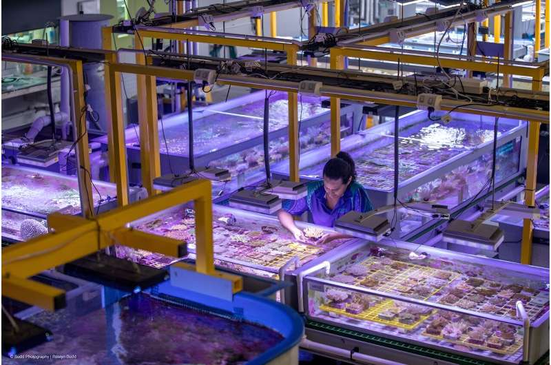 Accelerated evolution and automated aquaculture could help coral weather the heat