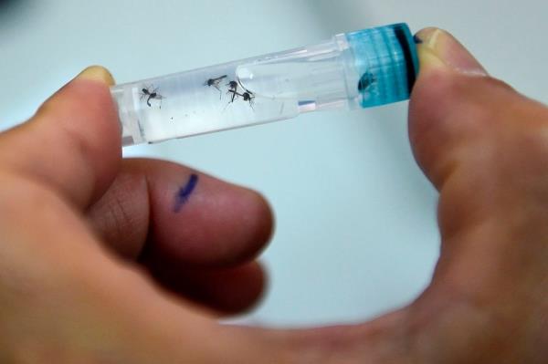 Health D-G: Dengue cases up 18.7pc from Sept 3 to 9, two deaths reported 