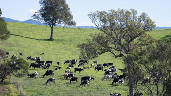 CANBERRA, AUSTRALIA - MAY 19: Cattle grazing near Toothdale, NSW. Picture: NCA NewsWire / Martin Ollman