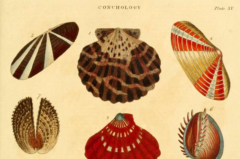 More than 800 human-harvested shellfish species tend to be more resistant to extinction