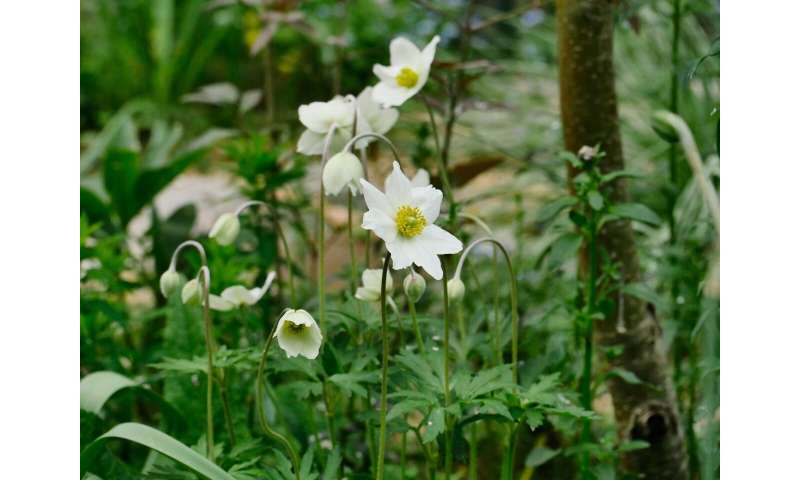 Biodiversity: Gardens could be an Eden for vulnerable plants