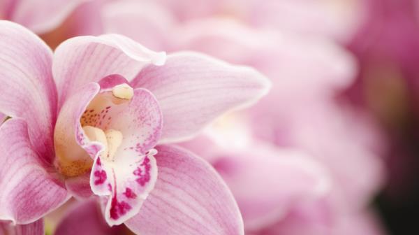Pink orchids