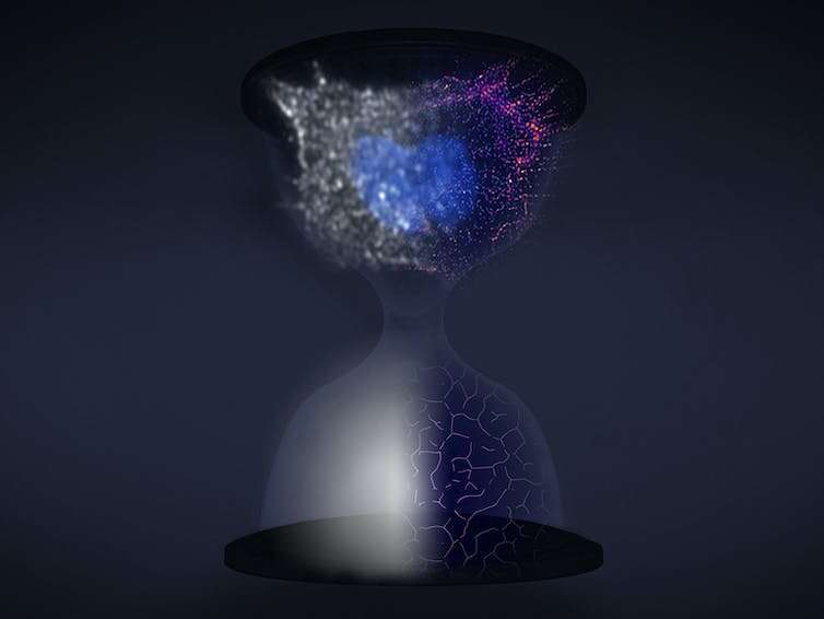 Zooming across time and space simultaneously with superresolution to understand how cells divide