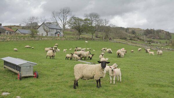 Strong post-Christmas demand for lamb