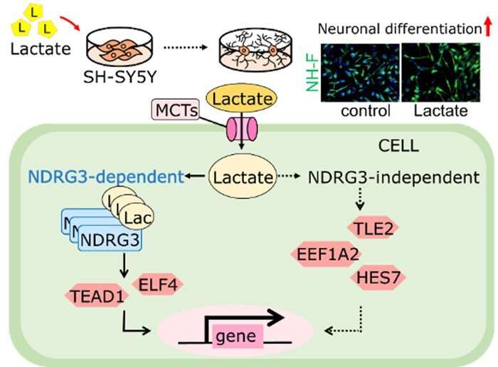 Researchers identify the cellular mechanisms by which lactate helps brains develop