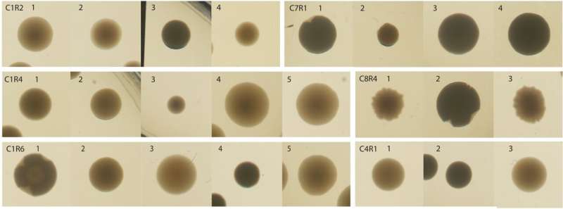 Researchers reprogram gene therapy viral vectors to bind specific protein targets