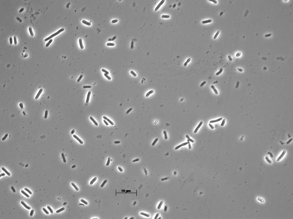 close up of rod-shaped microbes on grey background from microscope